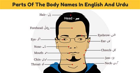 kamar in english body part|guddi body part in english.